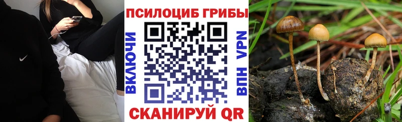 цены   Электроугли  Псилоцибиновые грибы Cubensis 